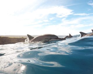 Hawaii verbietet das Schwimmen mit Delfinen