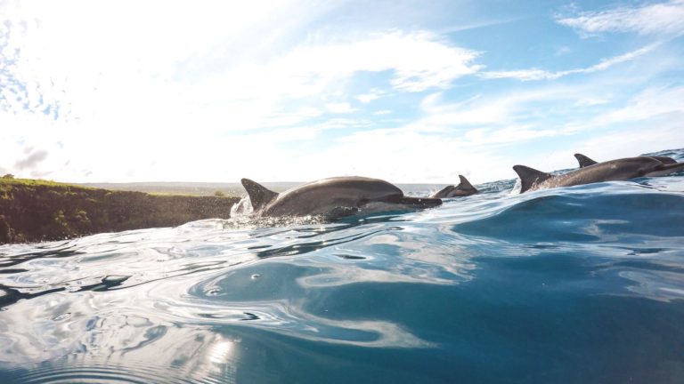 Hawaii verbietet das Schwimmen mit Delfinen