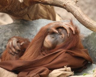 Touristen, die Selfies aufnehmen, riskieren Orang-Utans mit Covid zu infizieren
