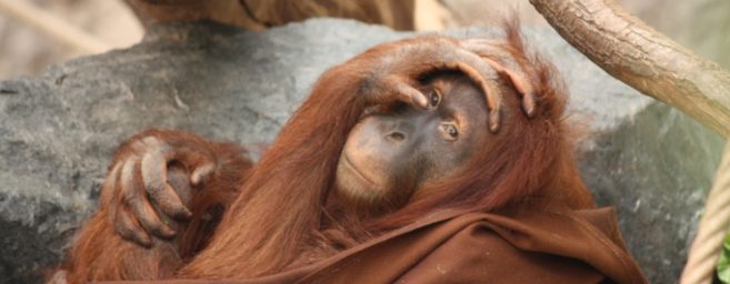 Touristen, die Selfies aufnehmen, riskieren Orang-Utans mit Covid zu infizieren
